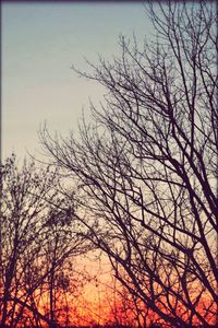 Low angle view of bare trees against sky at sunset