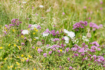 Close-up of purple flowers blooming in field