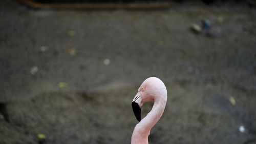 Close-up of a chile flamingo 