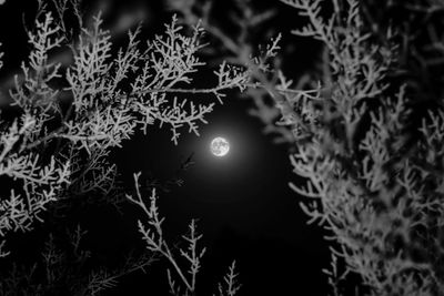 Low angle view of tree against sky at night