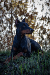 Dog looking away on field