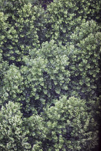 Full frame shot of trees in forest