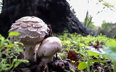Close-up of tree on field