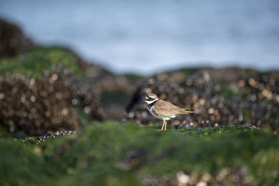 Bird perching on a land