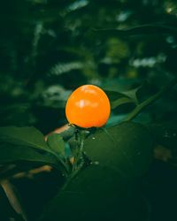 Close-up of orange fruit on plant