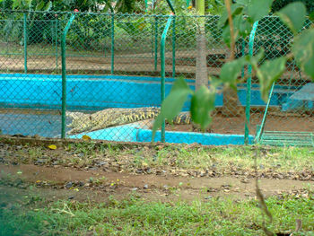 View of an animal behind fence