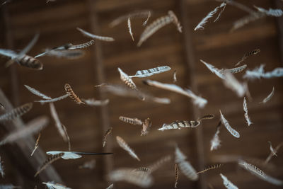 Close-up of feathers against blurred background