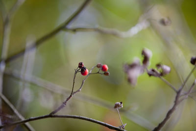 Close-up of insect on plant