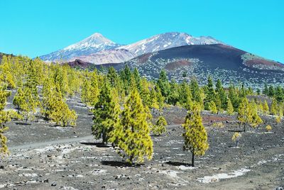 View of trees on road with mountain in background