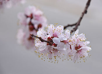 Close-up of cherry blossoms