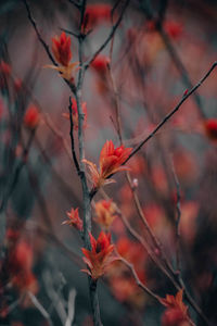 Close-up of red flowering plant during autumn