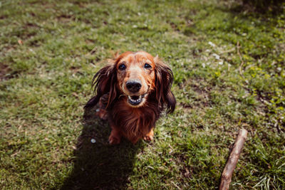 High angle portrait of a dog