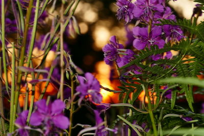 Close-up of purple flowers blooming in field