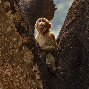 Monkey sitting on rock