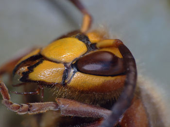 Close-up of insect