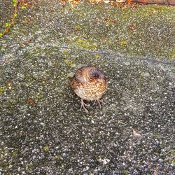 High angle view of bird perching on leaf