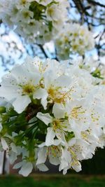 Close-up of white flowers on tree