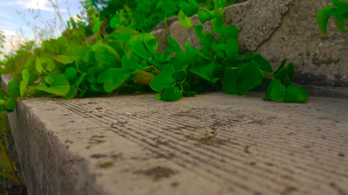 Close-up of potted plant on table