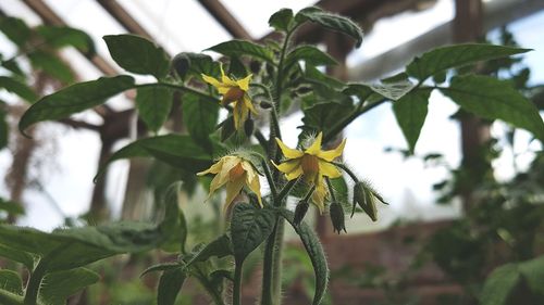 Close-up of yellow flowers blooming outdoors