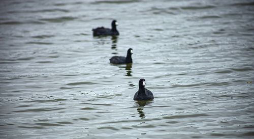 Ducks swimming in lake