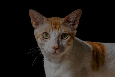 Close-up portrait of cat against black background