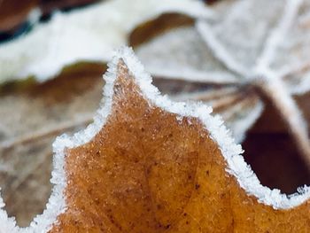 Close-up of frost on leaf during winter
