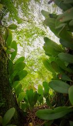 Close-up of plants against blurred background