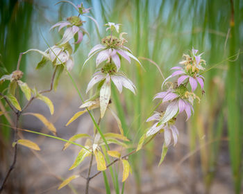 Close-up of flowering plants on field