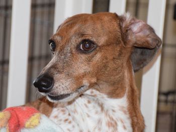 Close-up of dog at home