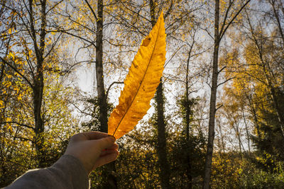 Low section of person holding autumn leaves in forest