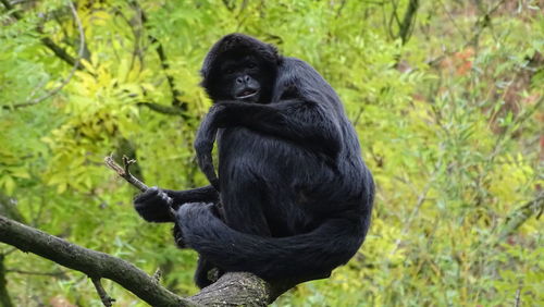 Monkey looking away on tree