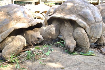 Tortoises on land