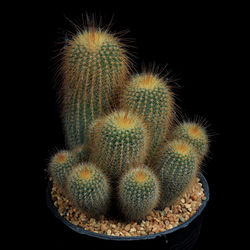 High angle view of firework display over black background