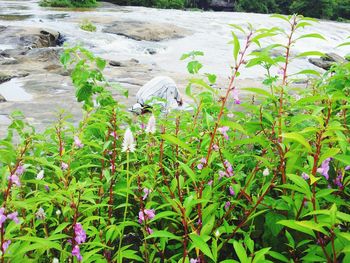 Close-up of flowers in pond