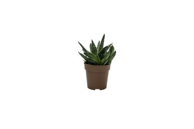 Potted plant against white background
