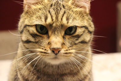 Close-up portrait of cat