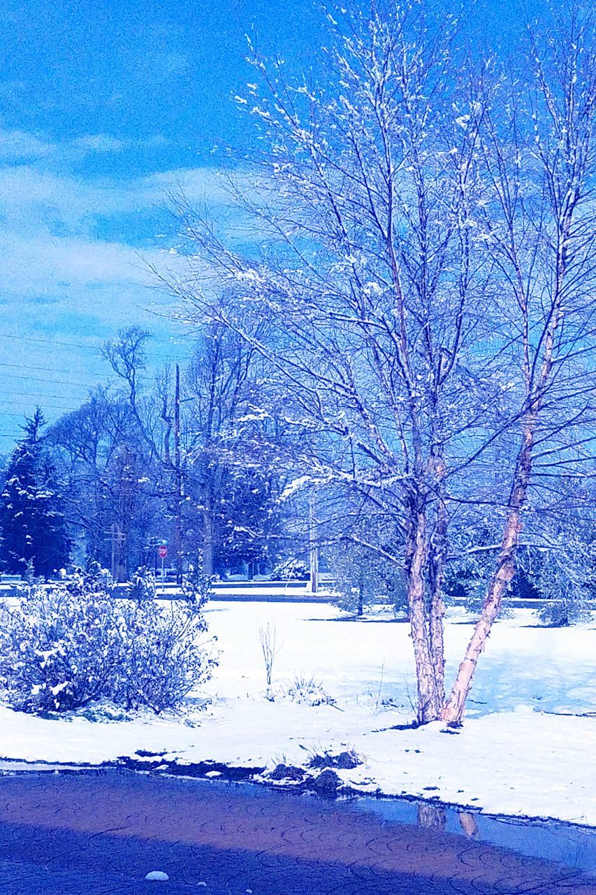 CLOSE-UP OF TREE AGAINST SKY