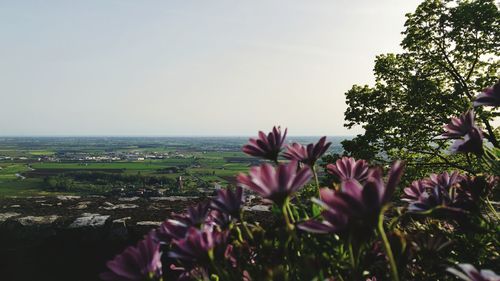 Close-up of flowers against the sky