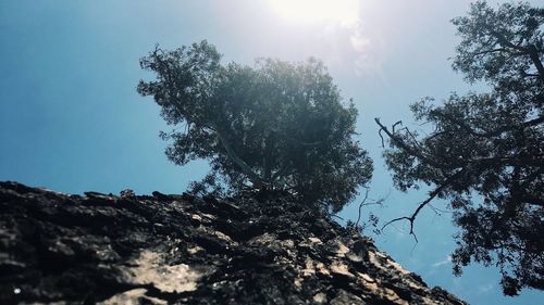 Low angle view of trees against clear sky