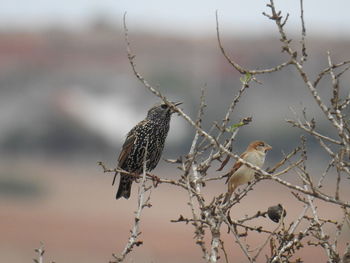 Close-up of bird perching on branch