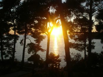 Sun shining through trees