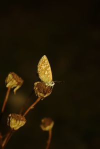 Close-up of wilted flower against black background