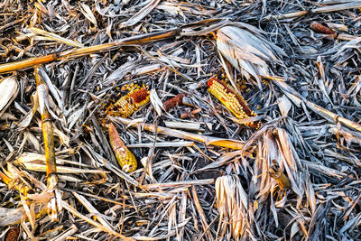 Full frame shot of dried plants on field