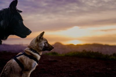 Close-up of dog at park against sky