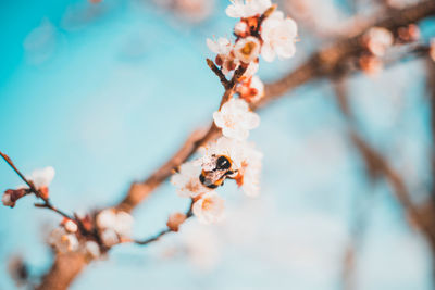 Close-up of flowering plant on branch