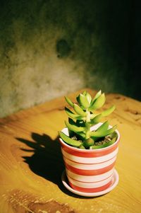 Close-up of potted plant