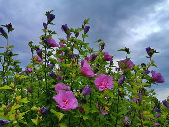 Close-up of pink flowering plants against sky