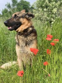 Close-up of a dog on field