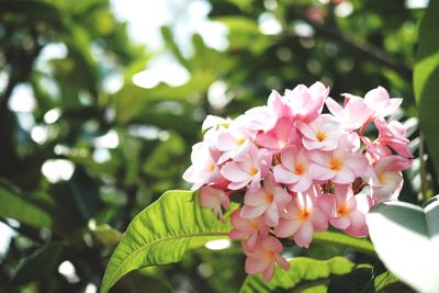 Close-up of pink flowering plant