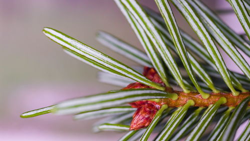 Close-up of fresh green plant